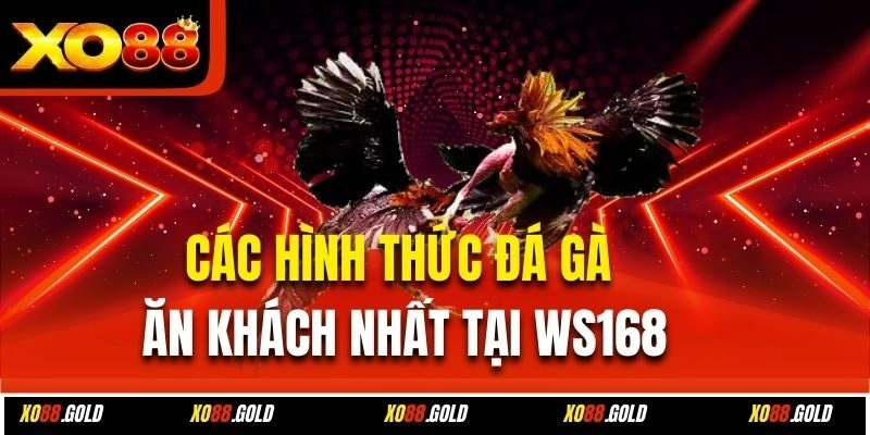 Chọi gà cựa dao kịch tính máu lửa