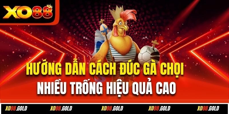 Hướng dẫn cách đúc gà chọi nhiều trống hiệu quả cao