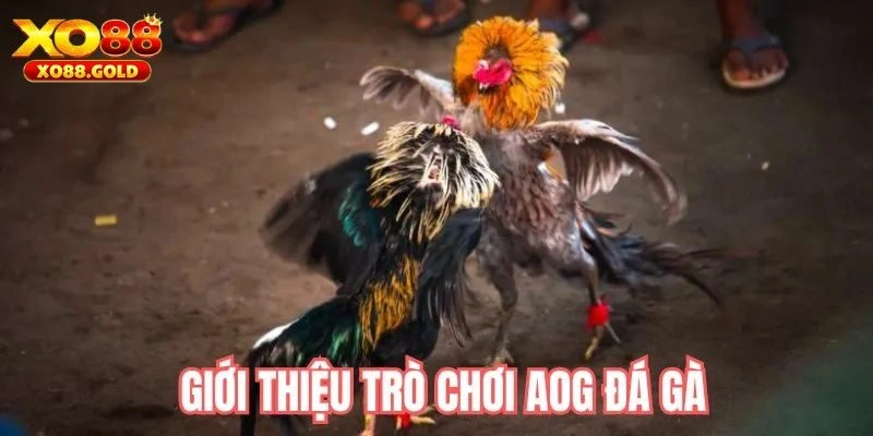 AOG đá gà và thông tin chung