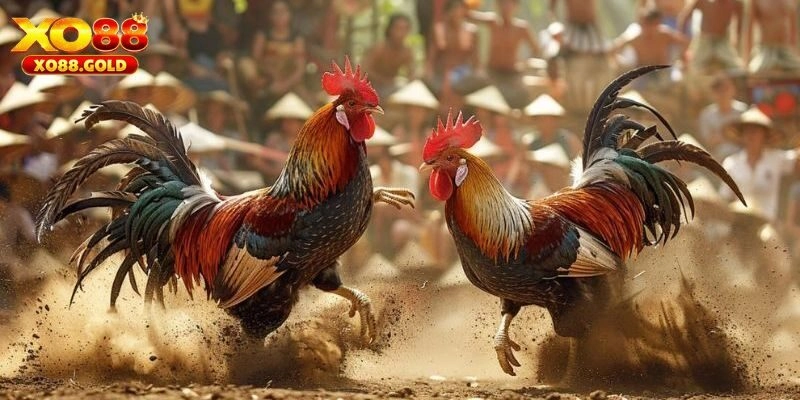 Đá gà C2 là gì?