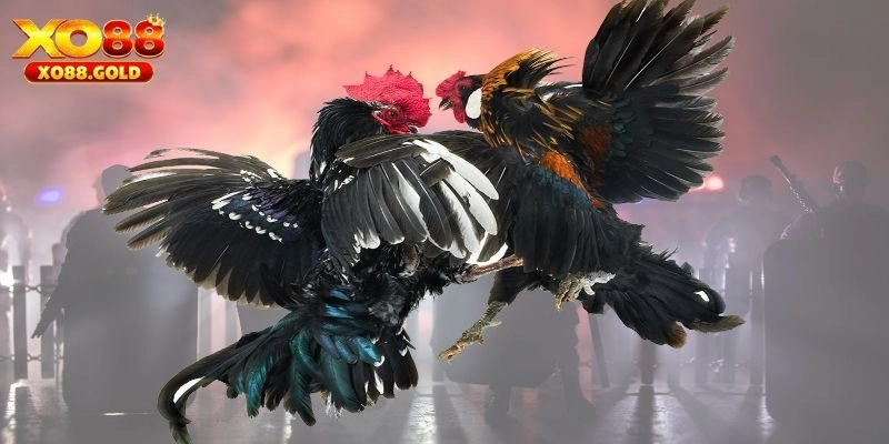 Lý do hội viên nên tham gia đá gà C1 tại nhà cái XO88