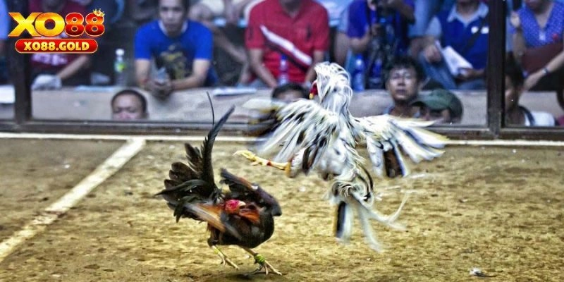 Những lý do đá gà mạng được yêu thích nhiều tại XO88?