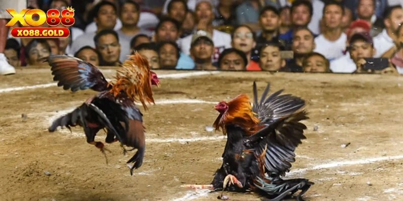 Các hình thức đá gà mạng phổ biến nhất hiện tại