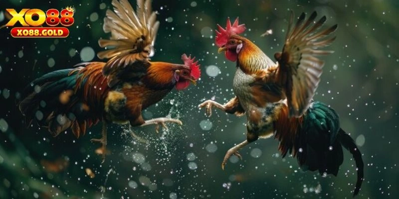 Ý nghĩa quan trọng khi phân tích xem ngày đá gà